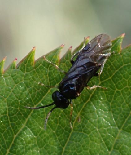 Réf. 247 853 : Endelomyia aethiops